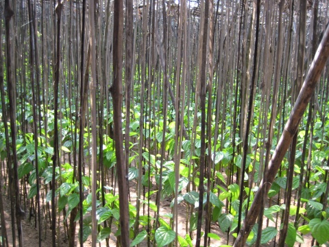 Betel leave cultivation