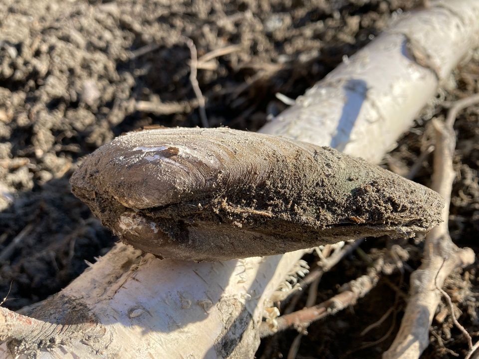 Tote Süßwassermuschel in der Lobau bei extremem Niedrigwasser, 12.3.22